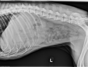 L LAT Abdomen