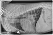 R LAT Thorax