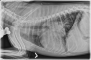 L LAT Thorax