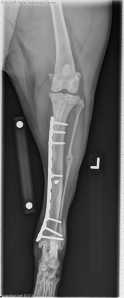 2 month recheckâ€”L PA Fore