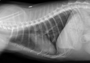 R LAT Thorax-2 month followup