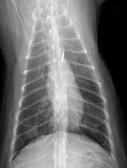 VD Thorax-2 month followup