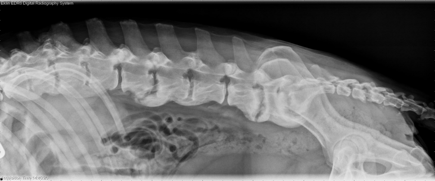 R LAT Spine