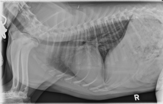 R LAT Thorax