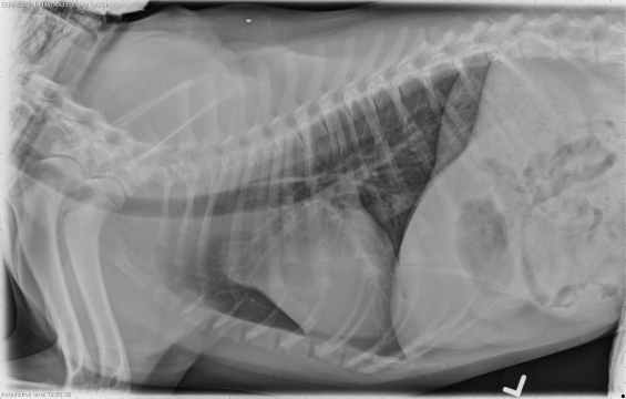 L LAT Thorax