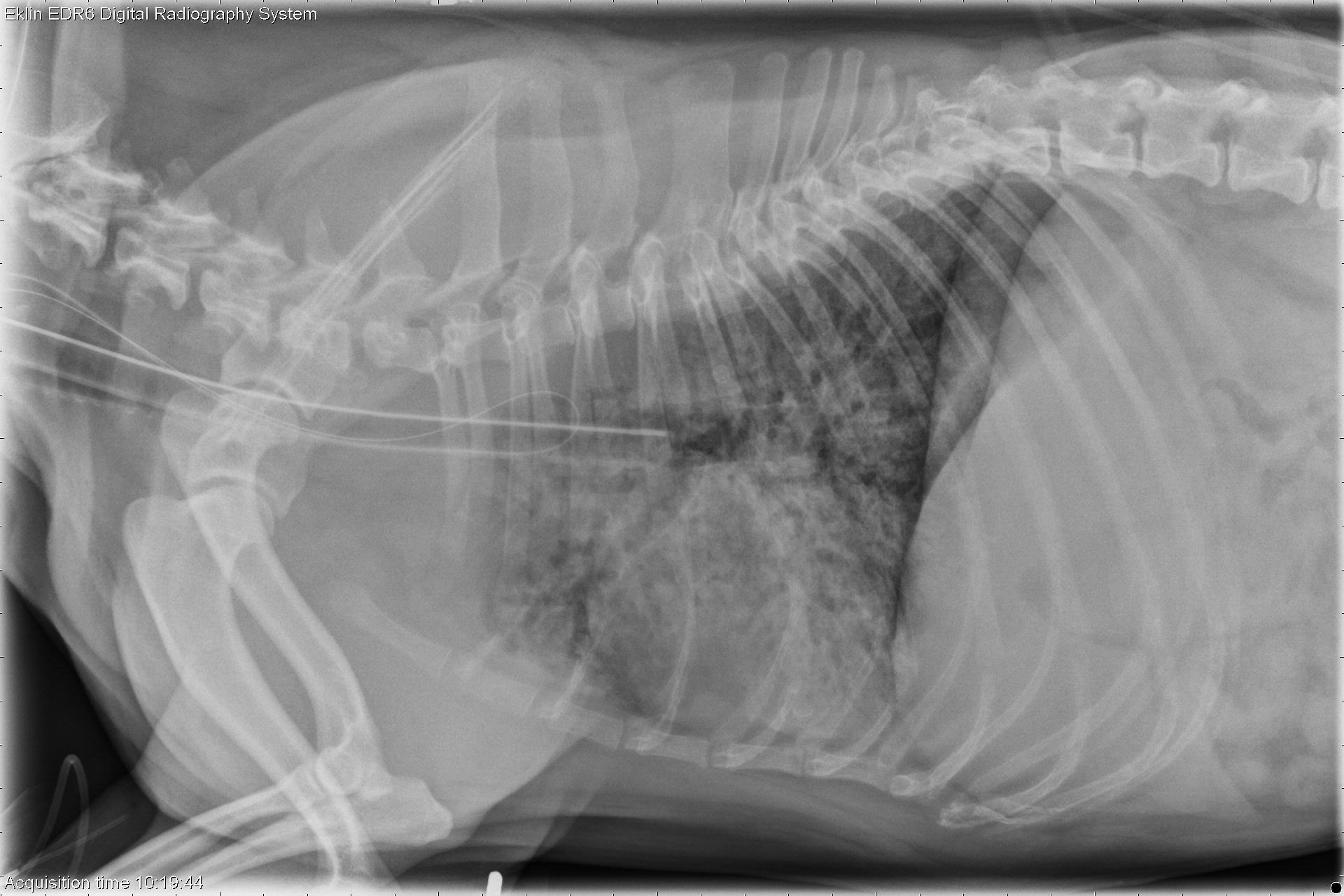 How Long Does Aspiration Pneumonia Last In Dogs