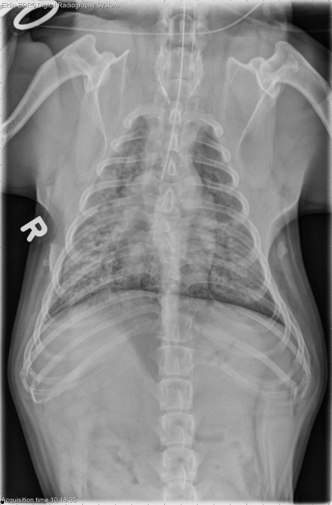 Can French Bulldogs Have Rib Bones