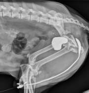 cod171207-urethrogram