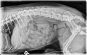 R LAT Abdomen