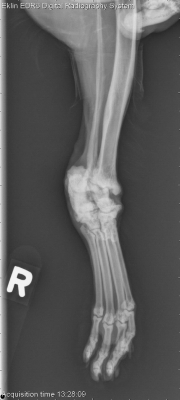 Pelvic Limb-R PA Hind