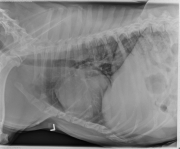 L LAT Thorax