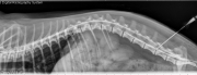 cod181101-11.R_LAT_Spine