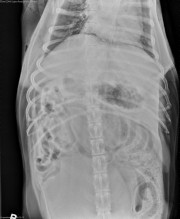 VD Abdomen