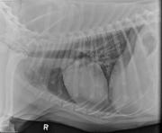 R LAT Thorax