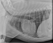 L LAT Thorax