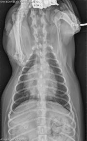 DV Thorax-2w post treatment