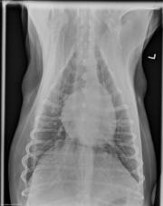 DV Thorax