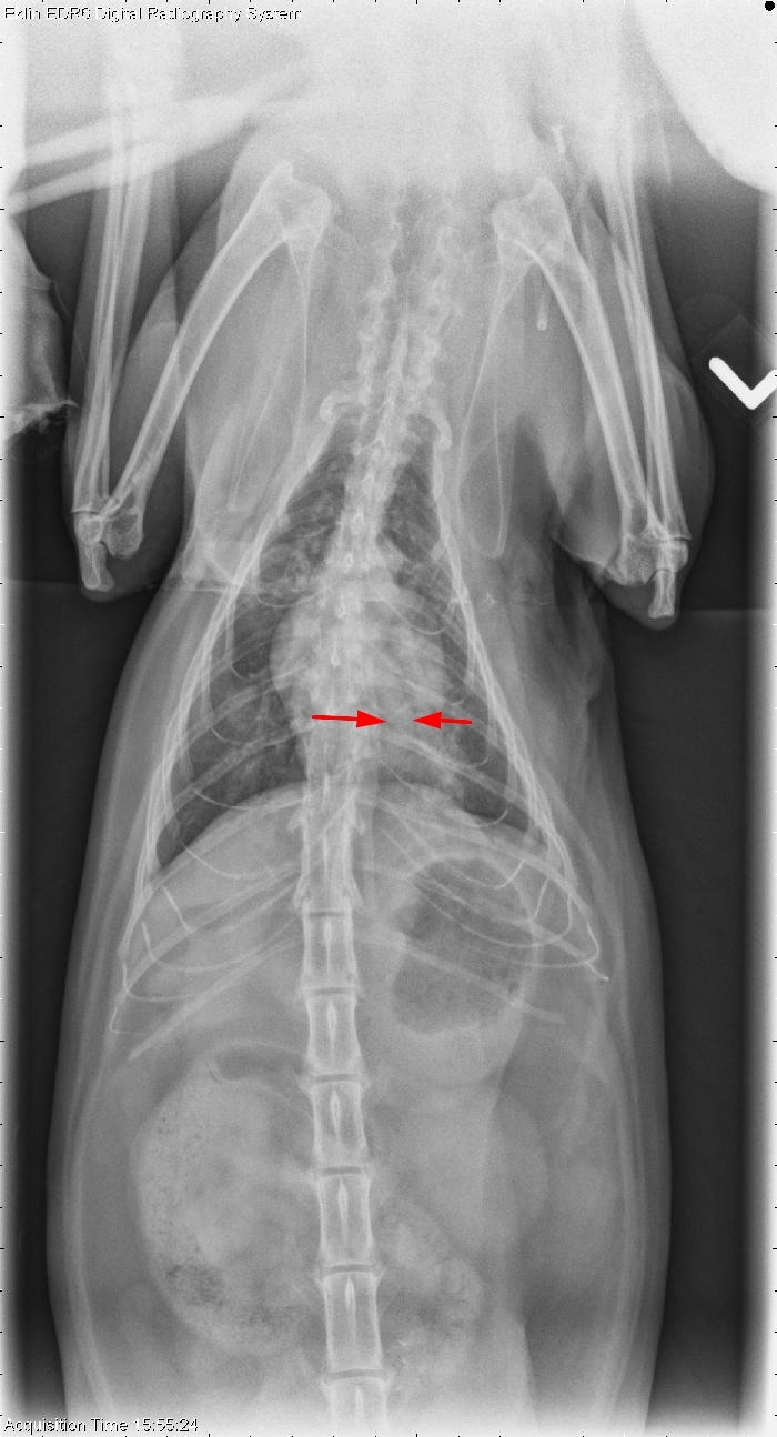 DV Thorax annotated