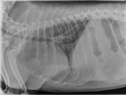 R LAT Thorax