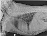 R LAT Thorax