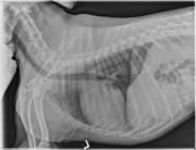L LAT Thorax