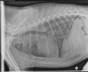 R LAT Thorax