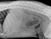 R LAT Abdomen