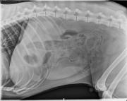L LAT Abdomen